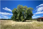  Venta  Parcelas en Quillón  $125.000.000 