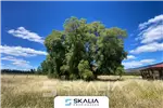  Venta  Parcelas en Quillón  $125.000.000 
