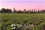  Venta  Sitio en Chillán  $25.000.000 