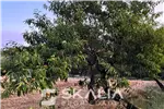  Venta  Sitio en Chillán  $25.000.000 